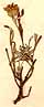 Teucrium montanum L., nrbild framsida x3