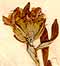 Teucrium montanum L., blomställning x8