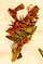 Teucrium montanum L., inflorescens x8