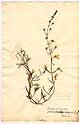 Teucrium nissolianum L., framsida