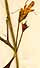Teucrium nissolianum L., blommor x7