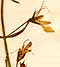 Teucrium nissolianum L., flowers x7