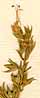 Teucrium pseudochamapitys L., blomställning x8