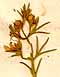 Teucrium pseudochamapitys L., inflorescens x8