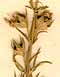 Teucrium pseudochamapitys L., inflorescens x8