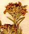 Teucrium pumilum L., inflorescens x8