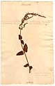 Teucrium scorodonia L., framsida