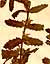Teucrium scordium L., inflorescens x5