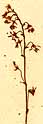 Thalictrum alpinum L., blomställning x8