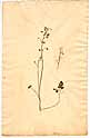 Thalictrum alpinum L., framsida