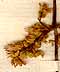 Thalictrum alpinum L., inflorescens x8