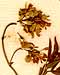Thalictrum alpinum L., blomställning x8