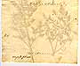 Thalictrum alpinum L., baksida