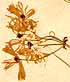 Thalictrum contortum L., inflorescens x8