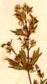 Thalictrum flavum L., blomställning x8