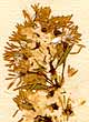 Thalictrum flavum L., inflorescens x8