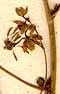 Thalictrum foetidum L., blomställning x8