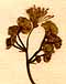 Thalictrum laevigatum L., blomställning x8
