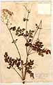 Thalictrum laevigatum L., framsida