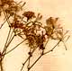 Thalictrum laevigatum L., inflorescens x8