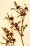 Thalictrum majus L., blomställning x8