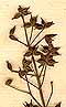 Thalictrum majus L., inflorescens x8