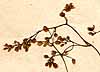 Thalictrum minus L., blomställning x8