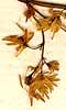 Thalictrum purpurascens L., blomställning x8