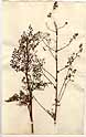 Thalictrum sibiricum L., framsida