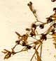 Thalictrum sibiricum L., inflorescens x8