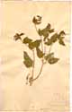 Thapsia trifoliata L., front