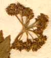 Thapsia trifoliata L., inflorescens x8