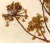 Thapsia villosa L., blomställning x6