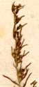 Thesium alpinum L., blomställning x8
