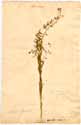 Thesium linophyllum L., front