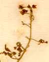 Thesium linophyllum L., blomställning x6