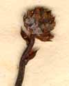 Thesium spicatum L., blomställning x8