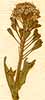 Thlaspi alpestre L., inflorescens x8