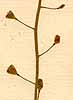 Thlaspi bursa-pastoris L., frukt x8