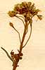 Thlaspi bursa-pastoris L., blomställning x8