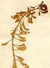 Thlaspi montanum L., blomställning x8
