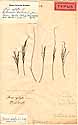 Thuja aphylla L., framsida