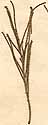 Thuja aphylla L., närbild x8