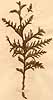 Thuja occidentalis L., närbild, framsida x3
