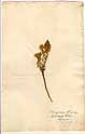 Thymbra spicata L., framsida