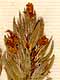 Thymbra spicata L., inflorescens x8