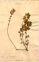 Thymus alpinus L., framsida