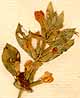 Thymus alpinus L., blomställning x8