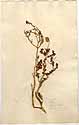 Thymus cephalotes L., framsida