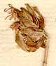 Thymus cephalotes L., blomställning x8